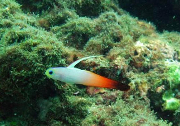 孔雀魚緞帶和大C哪個好養