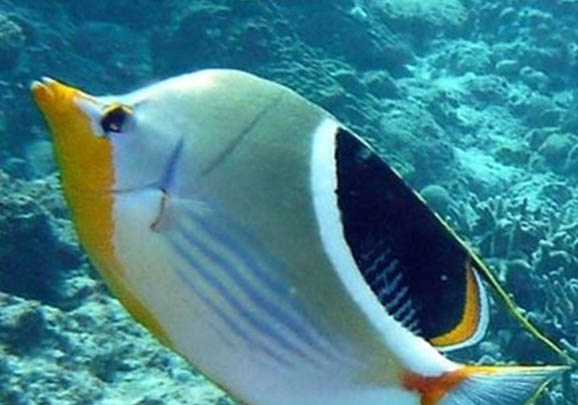 蝴蝶鯉趴缸不動(dòng)怎么辦