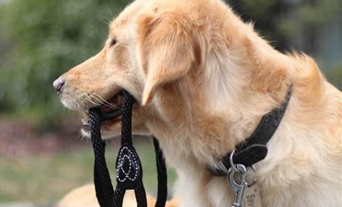 犬科動物和貓科動物哪個厲害