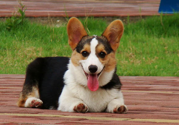 柯基和柴犬哪個好養(yǎng)