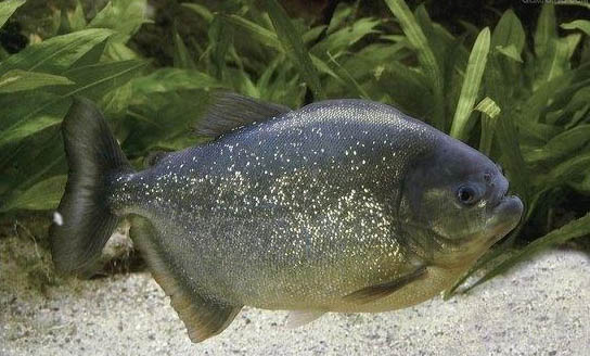 魚鰭不舒展的原因及處理方法