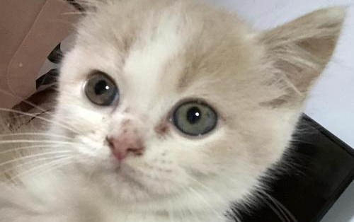 小貓感冒一般幾天自愈?
