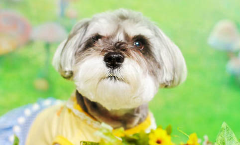 改善狗狗口臭的方法