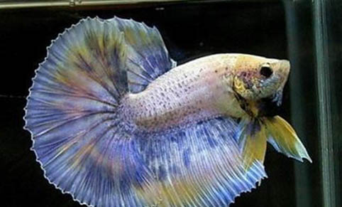 日常飼養熱帶魚的誤區