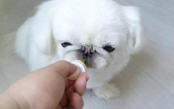 狗狗可以吃牛肉嗎?