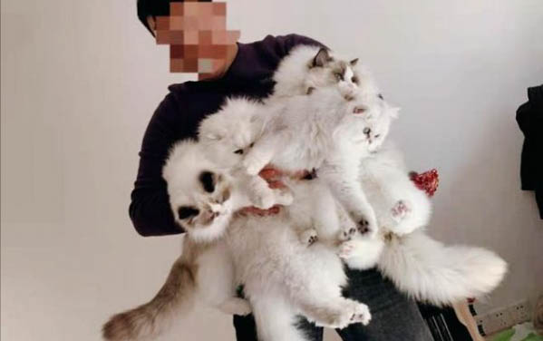 兩個月大的小貓會主動吃貓草嗎