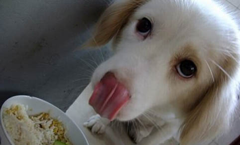 狗狗之前晚上不叫現在突然叫