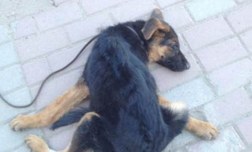 德國牧羊犬細小打針后嗜睡