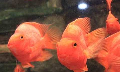 珍珠羅漢魚可以活多久