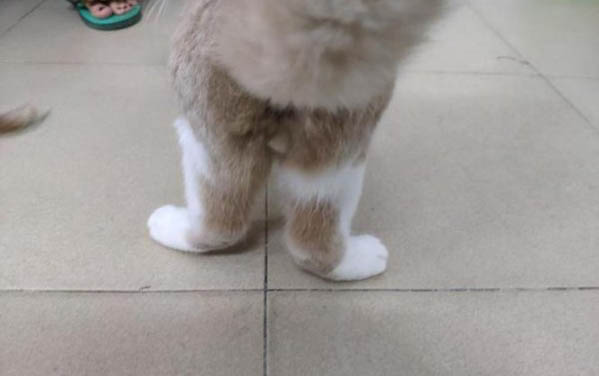 剛生的小貓多久可以吃東西