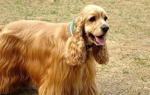 美國(guó)可卡犬掉毛嗎
