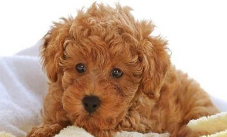 狗狗皮膚病吃維生素b幾?為什么