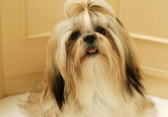 西施犬的優缺點有哪些