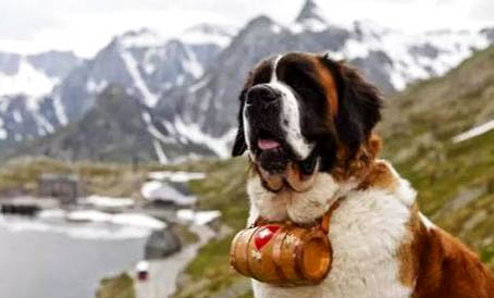 小型寵物犬有哪些