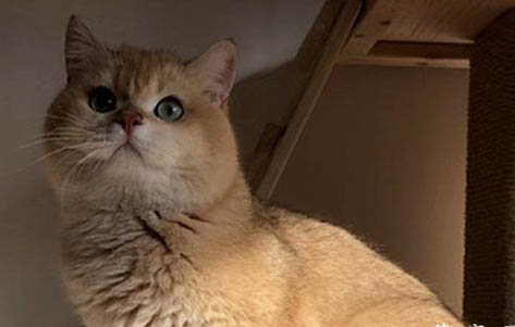 不建議新手養金漸層的原因及處理方法