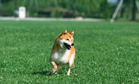 狗狗呼吸困難帶鼻哼音