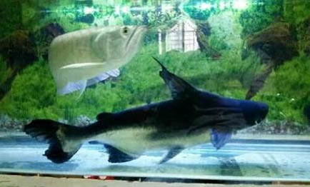 夜釣草魚用什么竿好