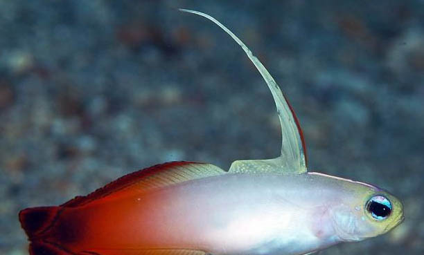 5月釣鯽魚釣深還是淺