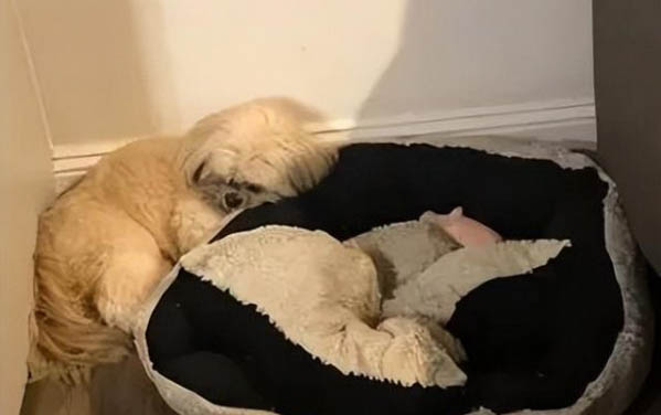 狗耐寒多少度