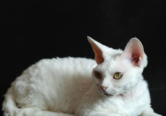 東方貓尿閉的原因及處理方法