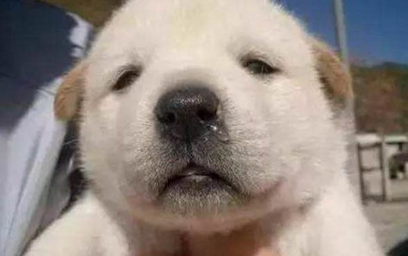 小狗多久出窩