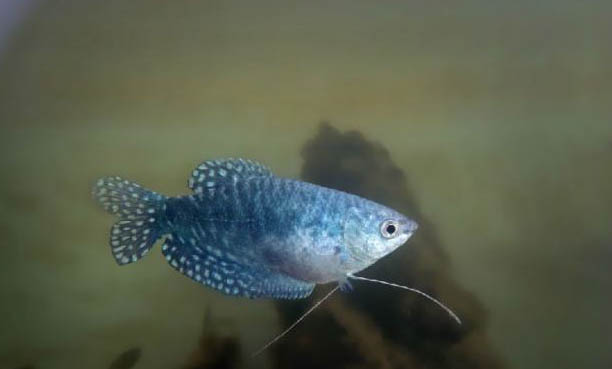 藍(lán)曼龍魚的繁殖方法