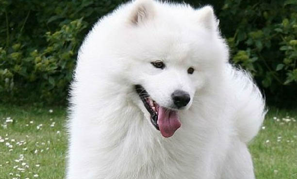 犬類品種大全大型犬