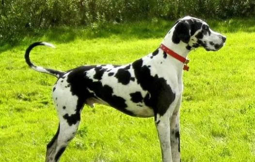大丹犬介紹 大丹犬外貌特征