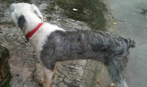 英國古代牧羊犬干咳是什么原因