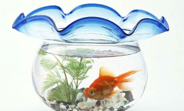 米奇魚生小魚前兆