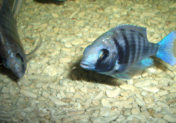 小魚缸適合養(yǎng)水草