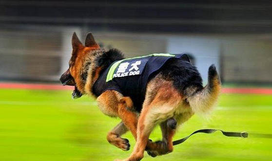 警犬品種有哪些