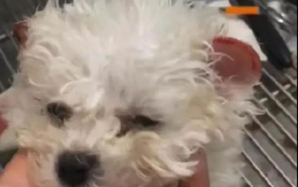 狗脫肛能活多久