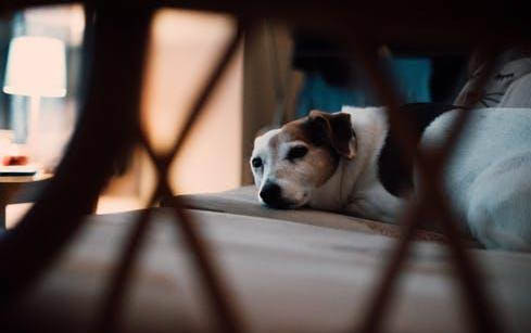 狗狗中耳炎如何治療