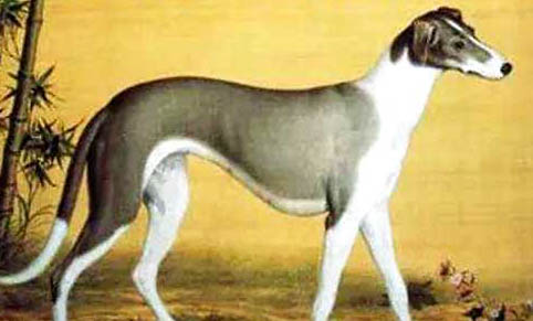 格力犬和細犬哪個好