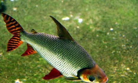 紅色斑馬魚繁殖前兆