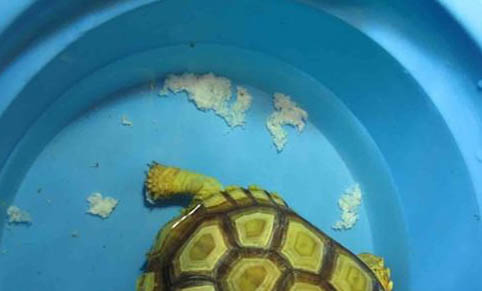 陸龜如何飼養(yǎng)