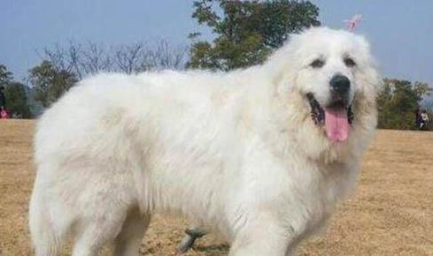 大白熊犬為什么突然不愛吃東西?