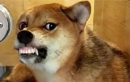 狗狗得了狂犬病潛伏期有多久