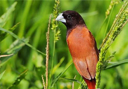 白腰文鳥吃什么飼料