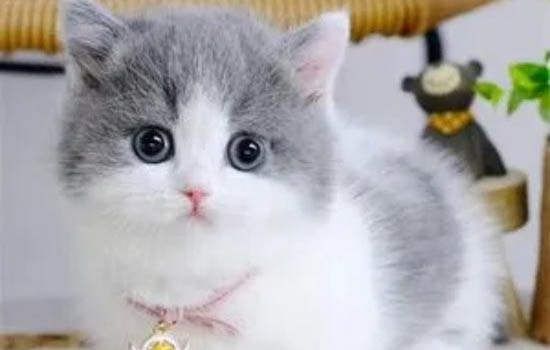 短腳貓不建議買的原因