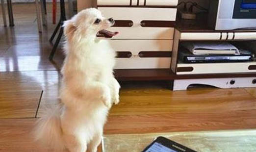 狗狗冬季都容易得哪些病