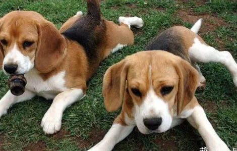 狗狗打嗝是犬瘟么