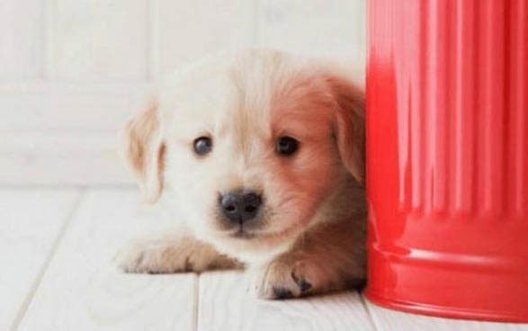 幼犬嗜睡正常嗎