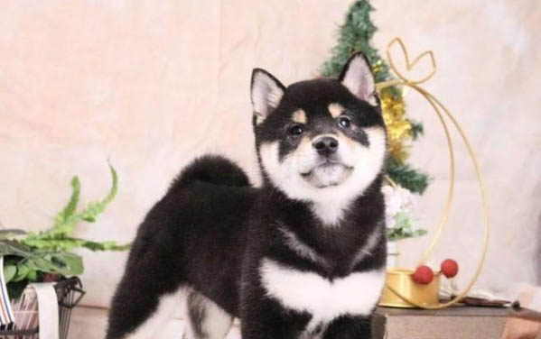 狗狗驅蟲藥哪個牌子好