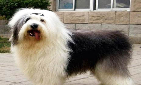 古牧犬智商高嗎