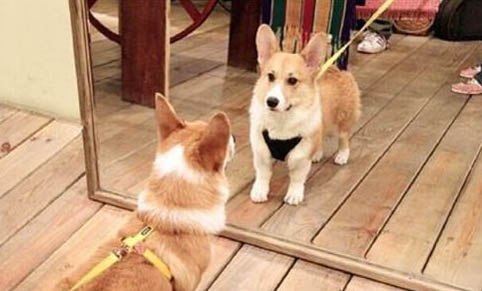 如何培養狗狗誠實性格