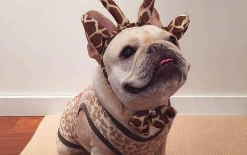 美國惡霸犬性格怎么樣