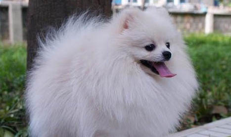 博美犬抽搐發(fā)抖站立不穩(wěn)