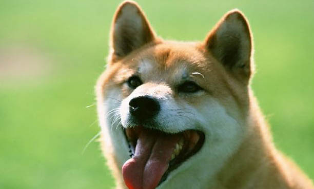 柴犬幼犬怎么看純不純